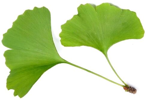 Insunol contiene ginkgo biloba